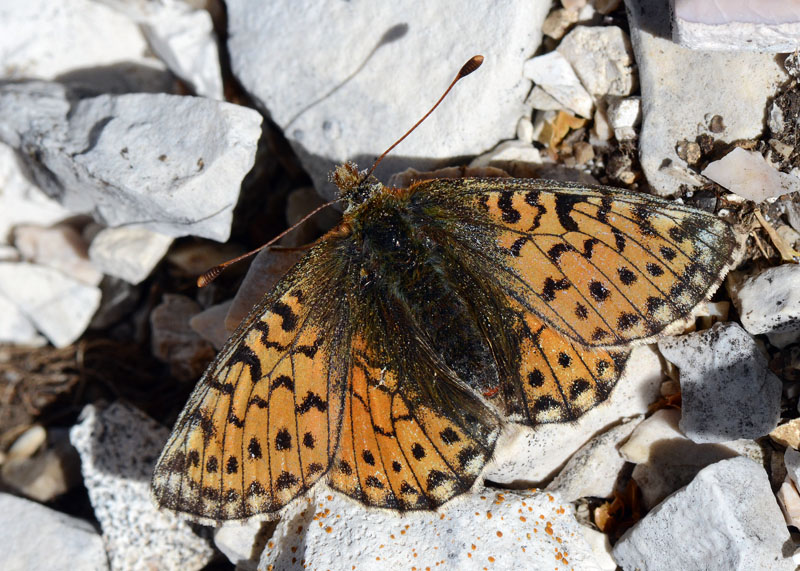 Ninfalide da identificare - Boloria pales